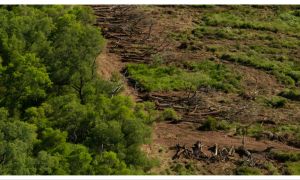 chaco deforestacion 10102024