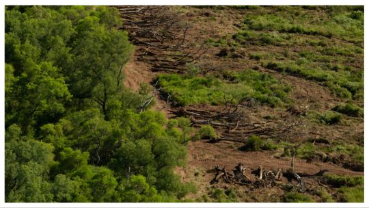 chaco deforestacion 10102024