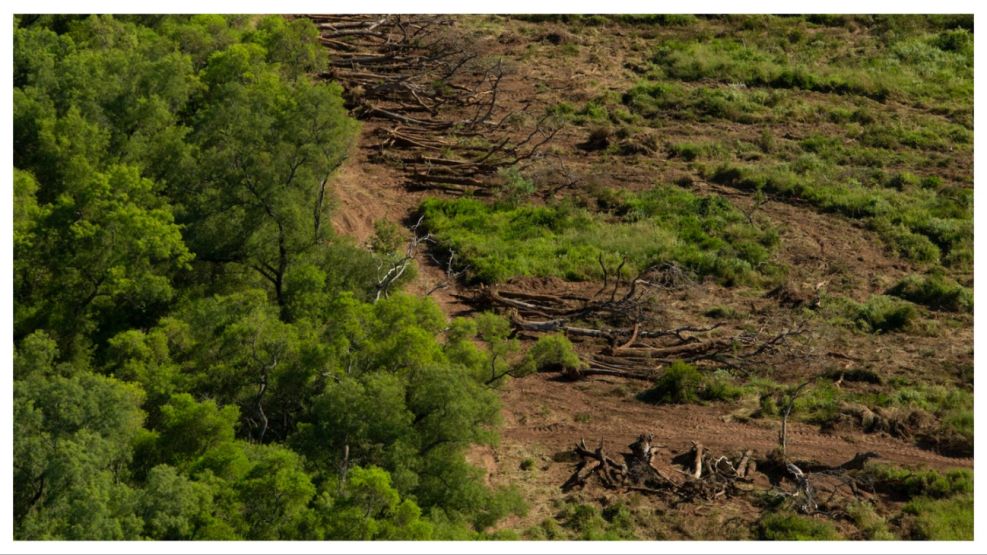 chaco deforestacion 10102024