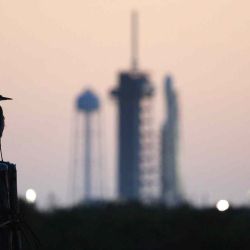 Una garceta nívea posada en lo alto de una percha en la Cuenca Giratoria con vista a la plataforma de lanzamiento, el Centro Espacial Kennedy en Florida. Foto de Gregg Newton / AFP | Foto:AFP