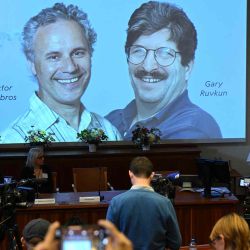 Victor Ambros y Gary Ruvkun, Premio Nobel de Medicina y Fisiología 2024. | Foto:AFP.