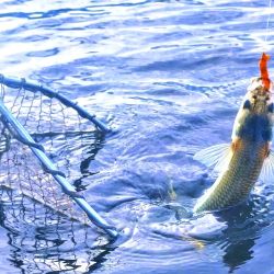 En la Pandorga no está permitido el ingreso con embarcaciones propias que cuenten con motor fuera de borda. Tampoco la pesca de costa. Hay que contratar al único guía habilitado del ámbito.