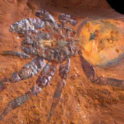 Es el fósil de araña más grande encontrado en Australia.