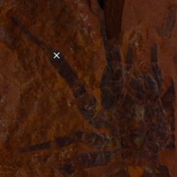 El descubrimiento de este fósil es uno de los más importantes en la historia de la paleontología de aquel país