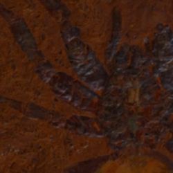 Esta araña habitó en una región que, en tiempos remotos, era una selva tropical vibrante y llena de vida