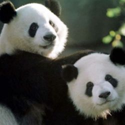 Los dos ositos panda ya se encuentran en su nuevo hogar.