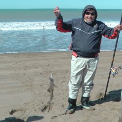 La raya pastenaca no es usual su captura en la zona, pero cada tanto se advierte alguna captura en los torneos. 
