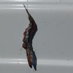 La pesca de la especie se practica en los pozones con más profundidad entre ocho y diez metros, siendo fundamental que haya correntada para tener buenas respuestas.