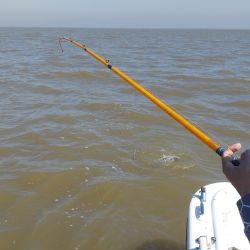 La pesca de la especie se practica en los pozones con más profundidad entre ocho y diez metros, siendo fundamental que haya correntada para tener buenas respuestas.