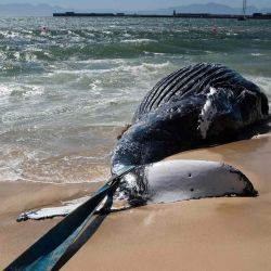 El cadáver de una ballena jorobada joven, con una correa atada a la cola, después de ser arrastrado a la orilla en Simonstown, Ciudad del Cabo. Foto de RODGER BOSCH / AFP | Foto:AFP