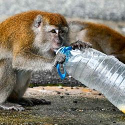 Un mono macaco salvaje bebe de una botella de plástico tirada en una calle de Kuala Lumpur. Foto de Mohd RASFAN / AFP | Foto:AFP