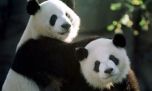 Trasladaron a dos osos pandas desde China al Zoológico Nacional de Washington