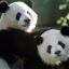 1510_osos pandas
