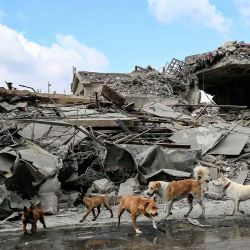 Unos perros corren frente a un edificio destruido un día después de los ataques aéreos israelíes contra la ciudad de Nabatiyeh, en el sur del Líbano. Foto de AFP | Foto:AFP