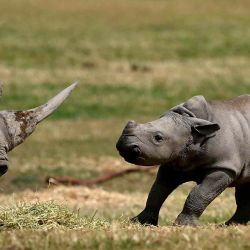 Jabulani, una cría de rinoceronte blanco del sur de ocho semanas, juega con un pariente en el zoológico Werribee Open Range, cerca de Melbourne. Foto de William WEST / AFP | Foto:AFP
