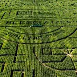 Los laberintos de maíz más grandes del mundo en Cool Patch Pumpkins en Dixon, California. Foto de JOSH EDELSON / AFP | Foto:AFP