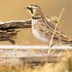 La pérdida de su hábitat hace que peligre su existencia.