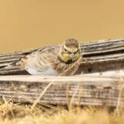 A diferencia de sus 21 congéneres a nivel global, esta subespecie no migra.