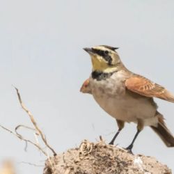  la principal amenaza que enfrenta es la cada vez mayor reducción de su hábitat natural.
