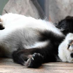 El panda gigante Hua Bao descansa en la Casa de los Pandas del Zoológico de Aehtaeri en Aehtaeri, Finlandia. Foto de Heikki Saukkomaa / Lehtikuva / AFP | Foto:AFP