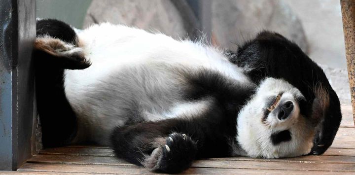 El panda gigante Hua Bao descansa en la Casa de los Pandas del Zoológico de Aehtaeri en Aehtaeri, Finlandia. Foto de Heikki Saukkomaa / Lehtikuva / AFP