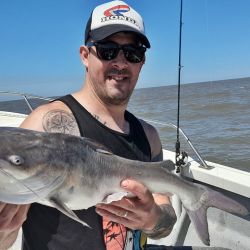 La exquisitez de su carne, carente de espinas como toda especie de cuero y/o piel, lo vuelve una atracción para el cañófilo.