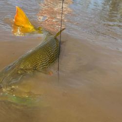 Combativos dorados en una modalidad muy atractiva como el baitcast al vadeo. 
