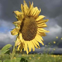 Un girasol se encuentra junto a otras flores en un prado mientras el sol lucha contra las nubes oscuras, en Berlin. Foto de RALF HIRSCHBERGER / AFP | Foto:AFP