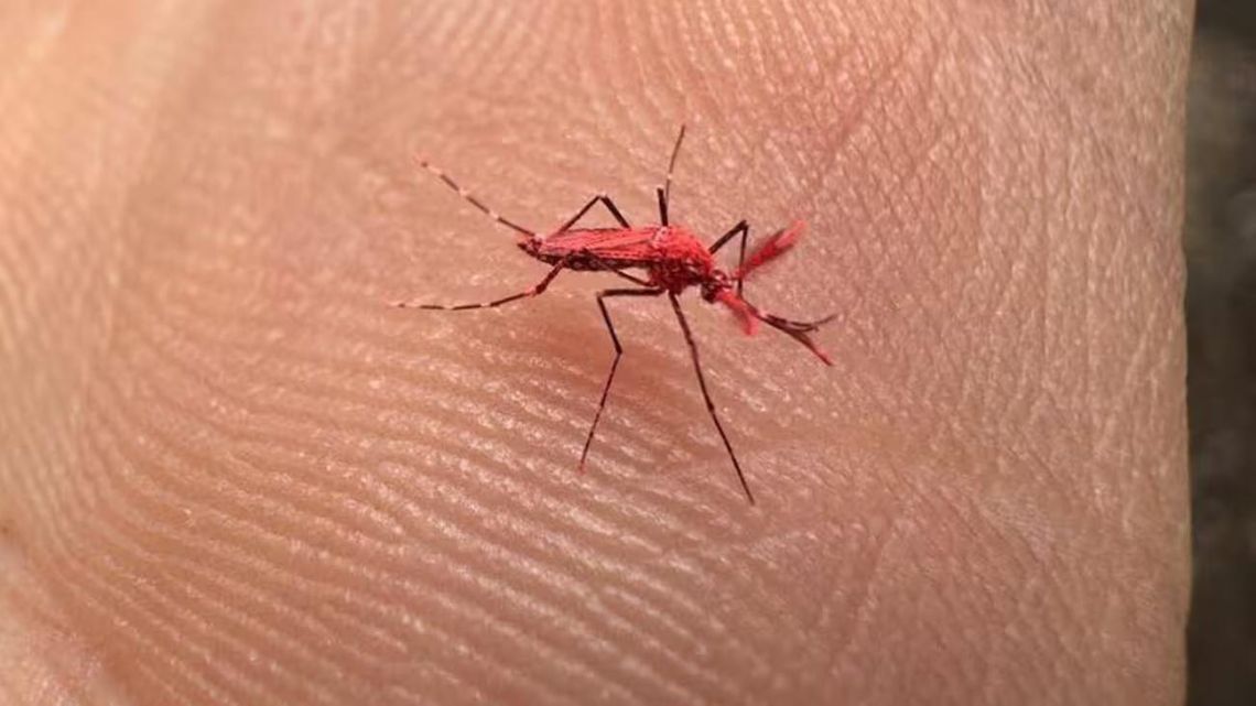 Liberaron 10 mil mosquitos rojos estériles en Mendoza para combatir el dengue