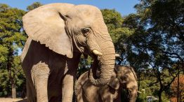 Global Sanctuary for Elephants