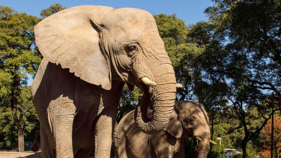Global Sanctuary for Elephants