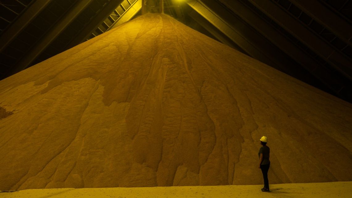 Soybean Plant - Bunge