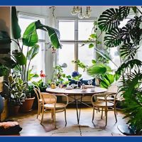 La botánica en tu casa