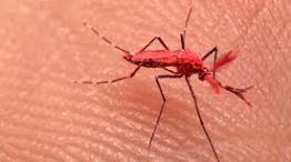 En Mendoza crean mosquitos rojos para combatir el dengue.   