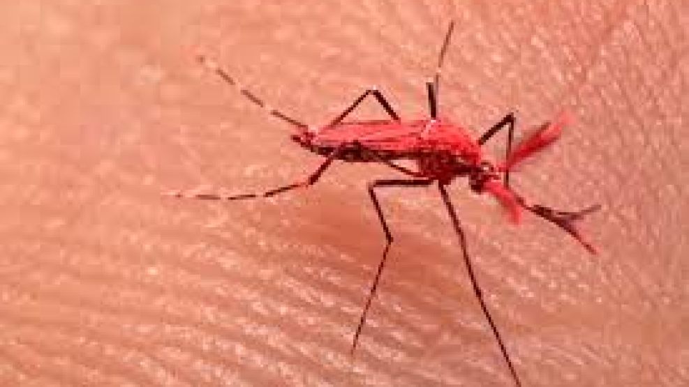 En Mendoza crean mosquitos rojos para combatir el dengue.   