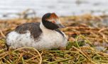 Avistan a un Macá Tobiano en el Parque Nacional Patagonia, tras 5 años de ausencia