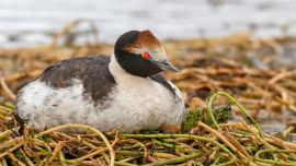 Hace 5 años no se lo veía en la región.