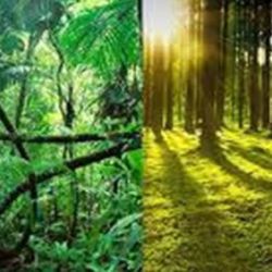 Bosques y selvas son fundamentales para luchar contra el cambio climático.