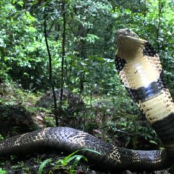 Se trata de una especie completamente distinta a todas las conocidas hasta el presente.