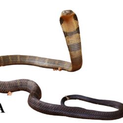 Esta nueva especie es un depredador formidable.