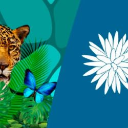 La COP 16 se está llevando a cabo en la ciudad de Cali, Colombia.