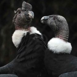 Los padres de un polluelo de cóndor andino en cautiverio se encuentran en un aviario de la Fundación Parque Jaime Duque en Tocancipá, Colombia. Foto de Raul ARBOLEDA / AFP | Foto:AFP