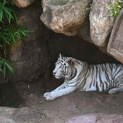  La tigresa blanca de Bengala llamada Romina descansa dentro de su nuevo recinto en el Zoológico La Aurora en la Ciudad de Guatemala. Foto de JOHAN ORDONEZ / AFP | Foto:AFP