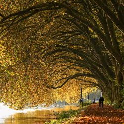  Un hombre instala una cámara bajo los árboles coloreados por el otoño en el lago Baldeney en Essen, Alemania occidental. Foto de Ina FASSBENDER / AFP | Foto:AFP