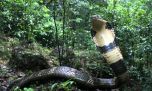 Mirá la gigantesca cobra venenosa que encontraron en la India