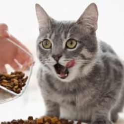Es vital adaptar sus dietas para garantizar su bienestar.