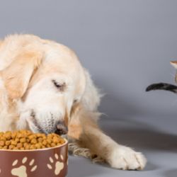 Una buena alimentación es fundamental para la salud de los animales.