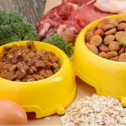 Cada animal tiene requerimientos nutricionales específicos.