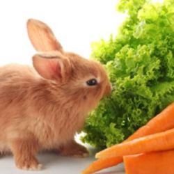 Los conejos requieren una dieta rica en fibra.