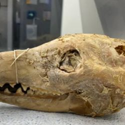 El cráneo de un tigre de tasmania. 
